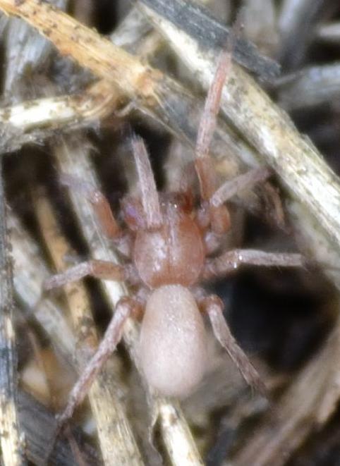 Mesiotelus cf. mauritanicus